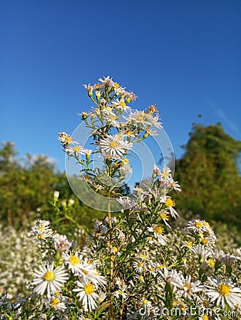 AsterÂ species are used as food plants Stock Photo